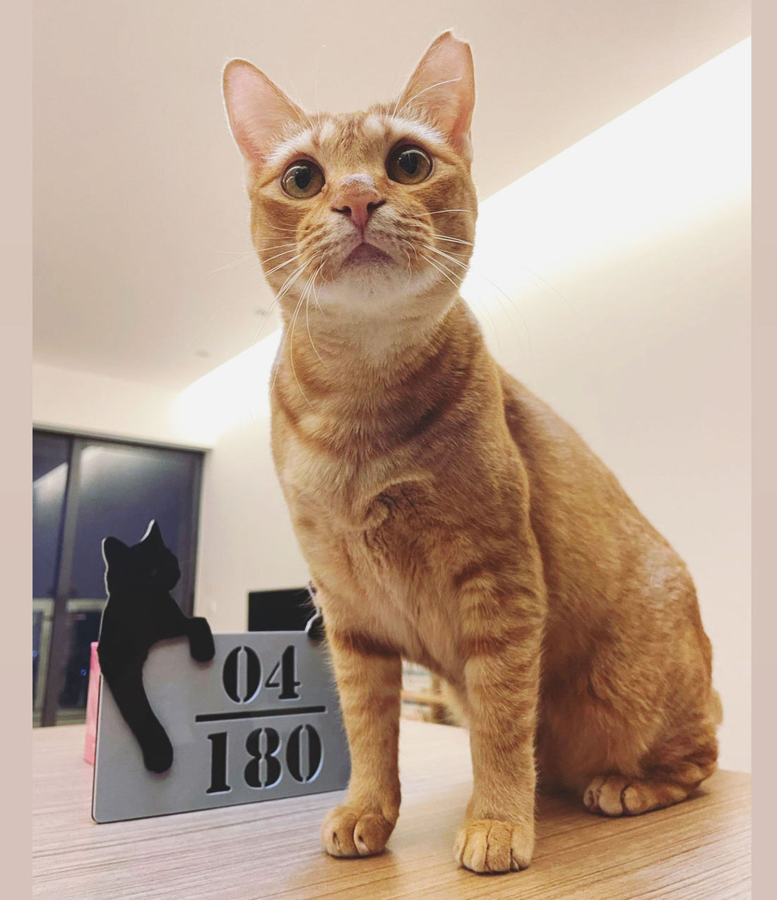 Cat Home Unit Numbers