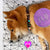Leather Dog Collar With Name - Henbury Purple Rainbow (Handmade in Singapore)