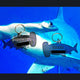 HammerHead Shark - Acrylic Tag