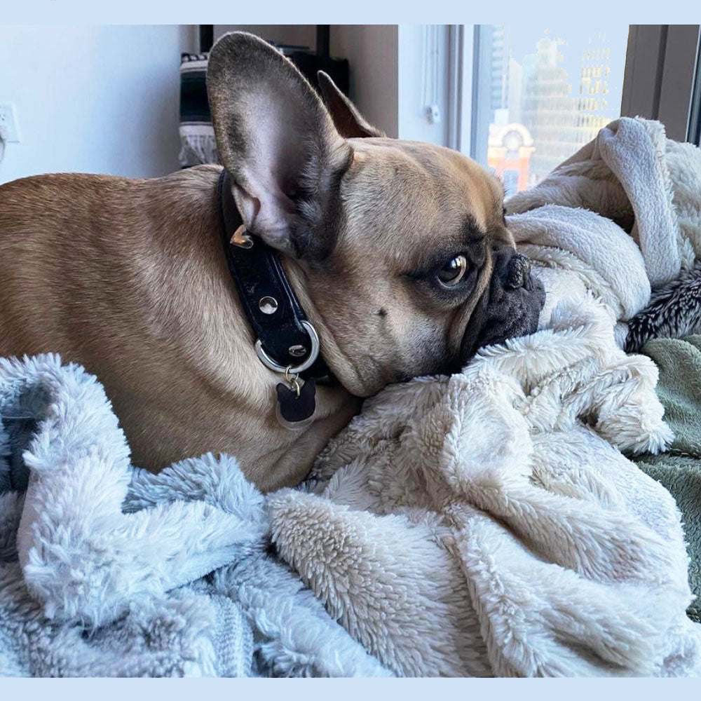 French Bulldog - Gold Mirror Acrylic Tag
