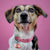 Barbie Pink - Henbury Leather Dog Collar (Rainbow) - Avaloncraftsg