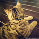 Teal (MM) - Tiny Tilbury Cat Collar (Gold) - Breakaway