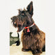 Red/Black - Henbury Leather Dog Collar (Rose Gold)