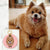 Paint Your Dog - 3cm Round Pet Tag - Avaloncraftsg